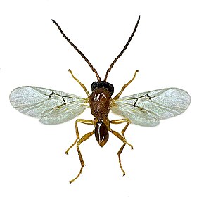 Male of sponge gall wasp wings spread out for the photo