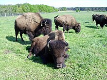 Bisonpark Krügersdorf