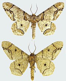 Biston bengaliaria laki-laki upperside dan underside.JPG