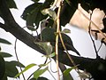 Black-chinned Fruit-Dove (1805679028).jpg