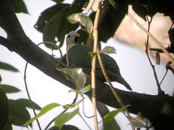 Black-chinned Fruit-Dove (1805679028).jpg