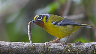 Black-eared shrike-babbler