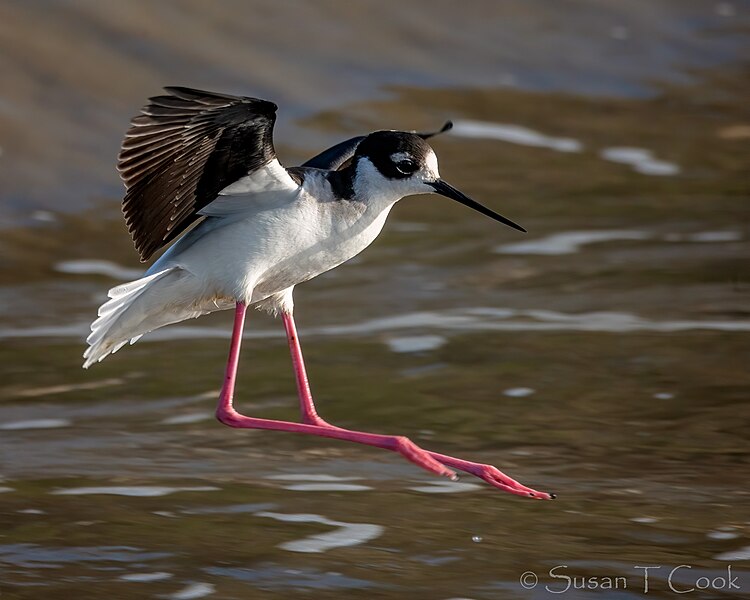 File:Black-necked Stilt (50831820682).jpg