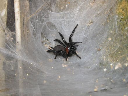 У какого паука черная паутина. Сиднейский воронковый паук. Сиднейский лейкопаутинный паук. Австралийский воронковый водяной паук. Porrhothele antipodiana.
