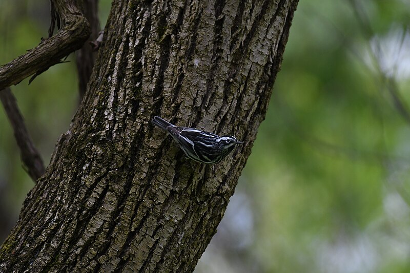 File:Black and white warbler DSC 5656 blandair 5.9.21.jpg