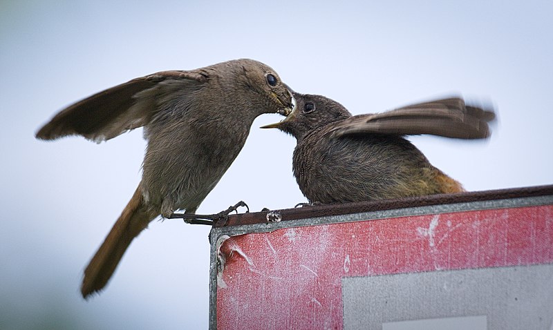 File:Black redstarts (48118857093).jpg