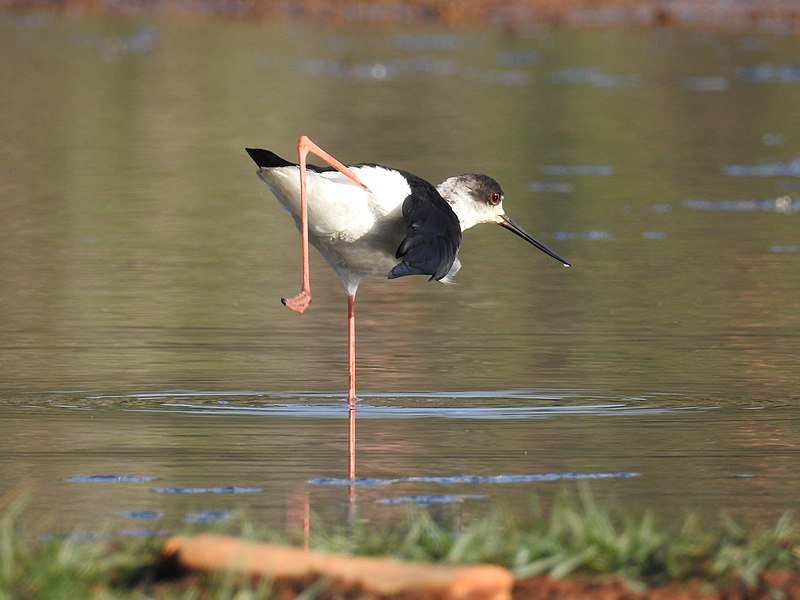 File:Black winhed stilt-from kattampally kannur.. - 2.jpg