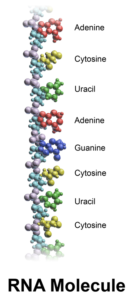 Tập_tin:Blausen_0773_RNA.png