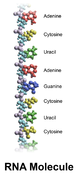 Model of a section of an RNA molecule. The colored balls represent different atoms, while the names are names of compounds that make up the chain. The left side of the chain contains ribose sugar which may require boron for its formation.