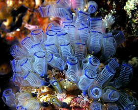 Bluebell Tunicates - Clavelina moluccensis