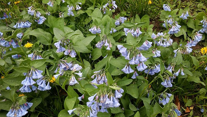 File:Bluebells Wild.jpg