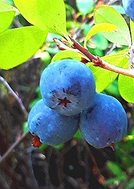 Blueberries in Eastern Siberia.jpg