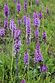 Dactylorhiza incarnata subsp. cruenta