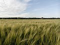 * Nomination Protected landscape area Bodden Landscape, Ribnitz-Damgarten --MB-one 20:52, 18 August 2020 (UTC) * Decline Depth of field problem. Blurred foreground --Celeda 07:56, 21 August 2020 (UTC)