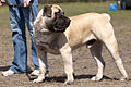 Mastif Afrika Selatan (boerboel)