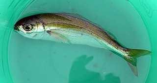 <i>Boops boops</i> Species of sea bream, also known as a bogue