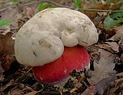 Rubroboletus satanas