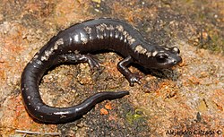 Bolitoglossa Zapotec 12562338.jpg