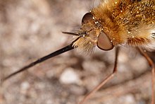 B. major adult Bombylius major - Burgenland.jpg