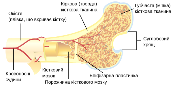 ÐšÑ–ÑÑ‚ÐºÐ¾Ð²Ð¸Ð¹ Ð¼Ð¾Ð·Ð¾Ðº - Wikiwand