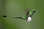 Thumbnail for Booted racket-tail