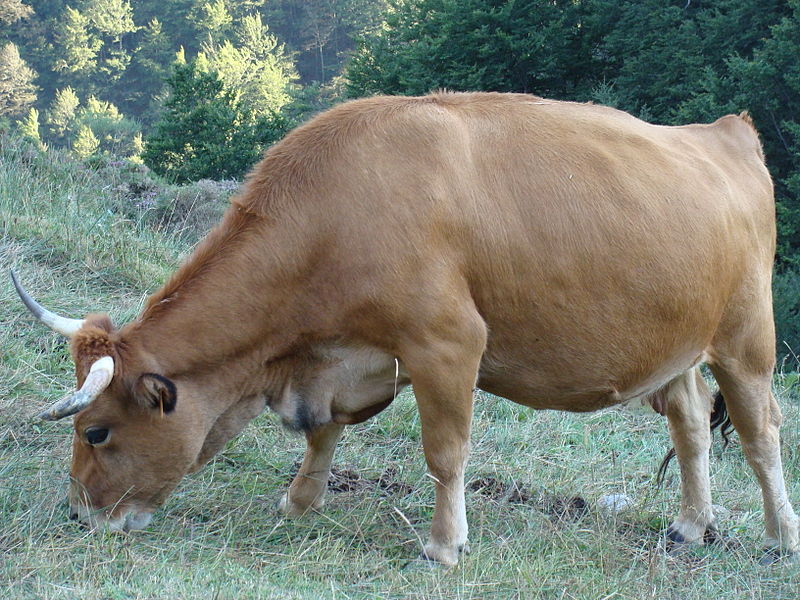 File:Bos taurus.003 - Vega de Liordes.JPG