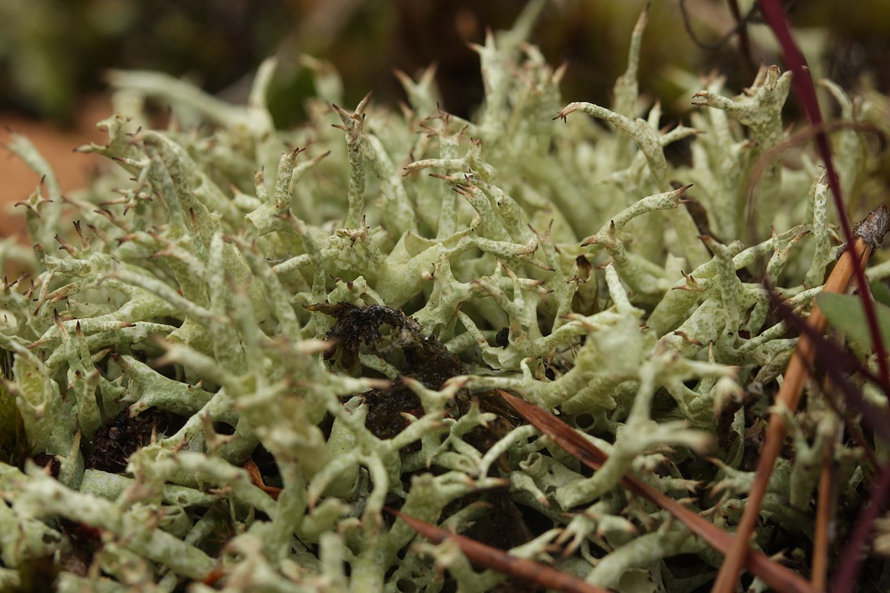 1280px-Botanical_Garden_Gothenburg_and_Angg%C3%A5rdsbergen_13.08.2017_Cladonia_uncialis_subsp._biuncialis_%2837254529806%29.jpg