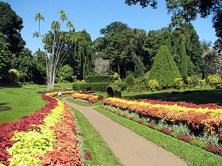 В каком городе есть ботанический сад. Королевский Ботанический сад Шри Ланка. Королевский Ботанический сад Шри-Ланка Канди. Канди - Королевский Ботанический сад Перадения. Перадения Шри Ланка.