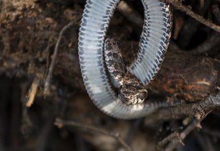 <i>Bothrops erythromelas</i> Species of snake