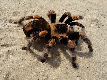 Dospělá samička sklípkana plaménkového (Brachypelma auratum)