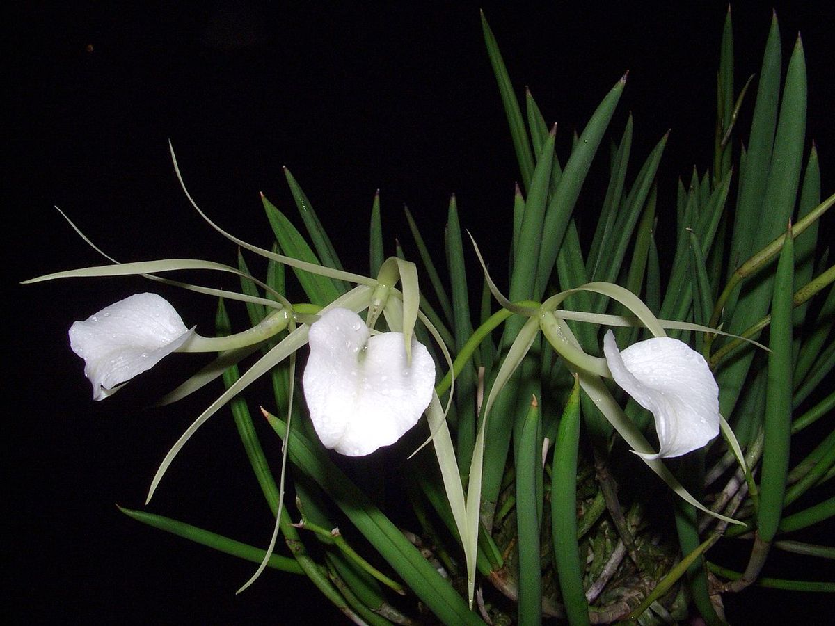 Risultati immagini per brassavola nodosa