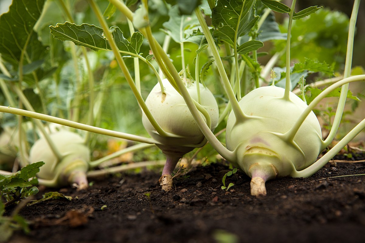 Kohlrabi Wikipedia -