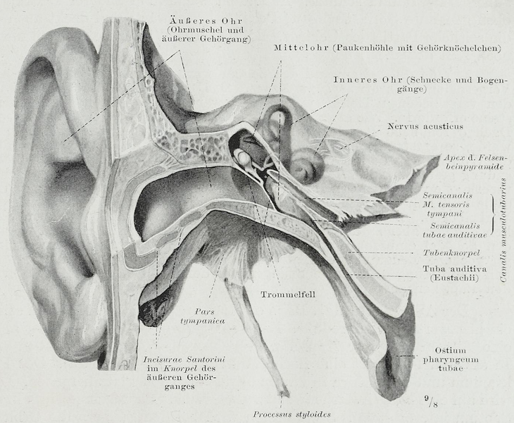 File:Braus 1921 328.png