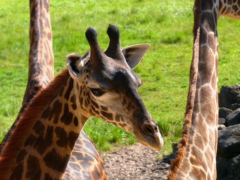 File:Brevard Zoo, Viera FL - Flickr - Rusty Clark (98).jpg