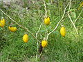 Brinjal Plant.JPG