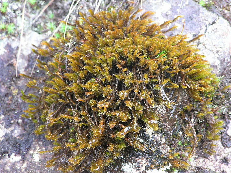 File:Briophytes 02.JPG