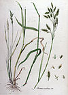 Bromus secalinus — Flora Batava — Volume v10.jpg