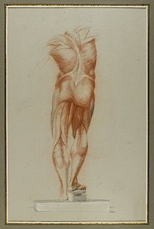 Brooklyn Museum - Figure Study of Musculature - Daniel Huntington Brooklyn Museum - Figure Study of Musculature - Daniel Huntington.jpg