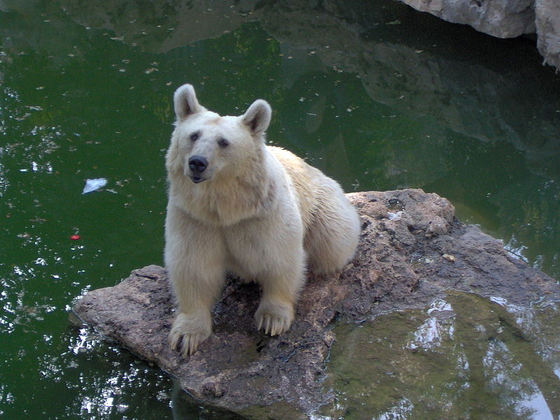 صورة:Brown-bear-biblica-zoo.jpg