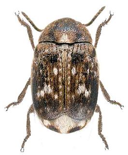 <i>Bruchus</i> Genus of beetles