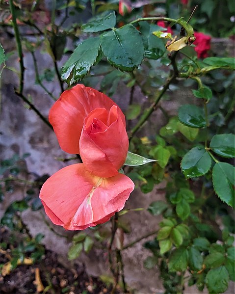 File:Bud of pink rose 164301.jpg