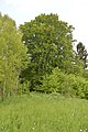 Čeština: Památný strom - buk lesní (Fagus sylvatica), Železný Brod. English: Memorial tree - European Beech (Fagus sylvatica) Železný Brod.