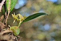 Bulbophyllum sasakii 綠花寶石蘭 (25686209042).jpg