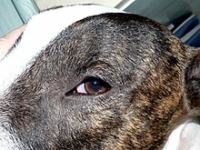Bull Terrier Chico 11.jpg