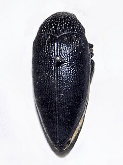 Buprestidae - Sternocera orissa luctifera (sin. Sternocera funebris) .jpg