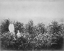 Coffee plantation in Dutch East Indies circa 1870-1900 COLLECTIE TROPENMUSEUM Man en kind tussen koffie- en of theestruiken op een plantage Nederlands-Indie TMnr 60022739.jpg