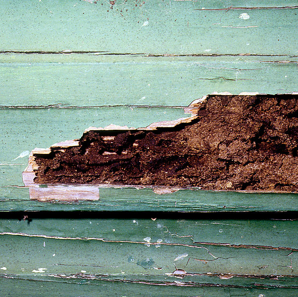 File:CSIRO ScienceImage 2185 Termite Damaged Weatherboard.jpg