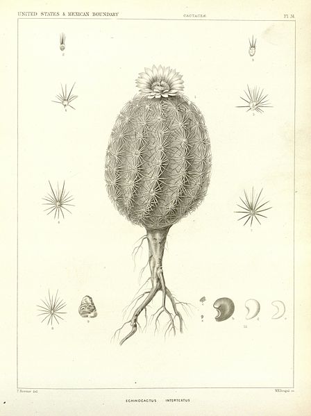 File:Cactaceae of the boundary (Plate 34) BHL8100649.jpg
