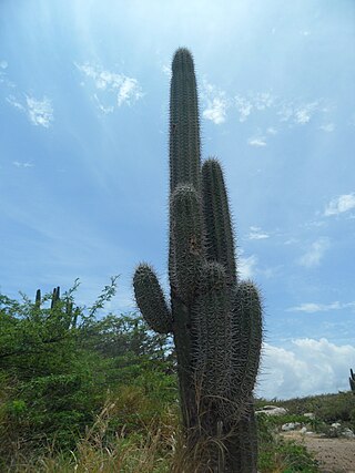 <i>Stenocereus griseus</i> Species of cactus