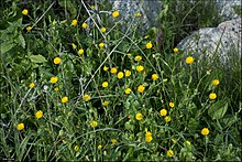 Calendula-arvensis-by-Zachi-Evenor-IZE11717.jpg